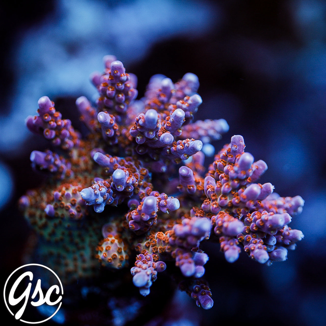 ARC Fireworks Acro #2 (Semi - Chunky) – Golden State Corals
