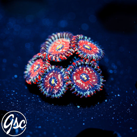 GSC Salted Agave Zoas