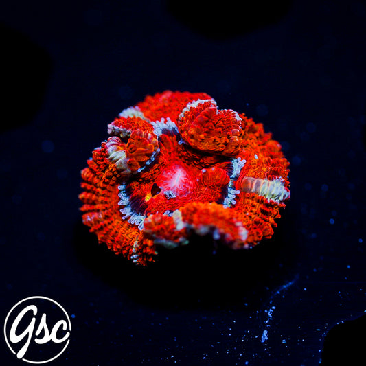 GSC Bloody Mary Acan Micromussa #1