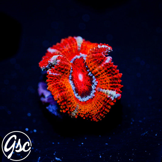 GSC Bloody Mary Acan Micromussa #2