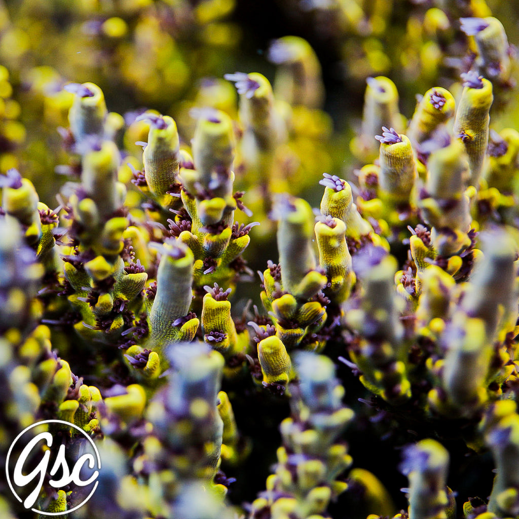 UC Pikachu Acro #2 (Super Chunky)