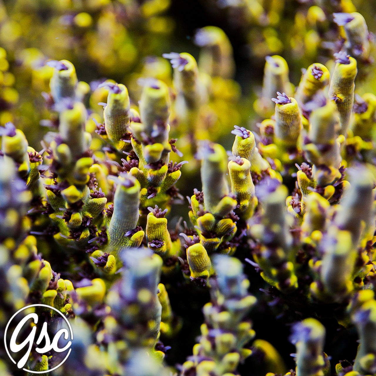 UC Pikachu Acro #2 (Super Chunky)