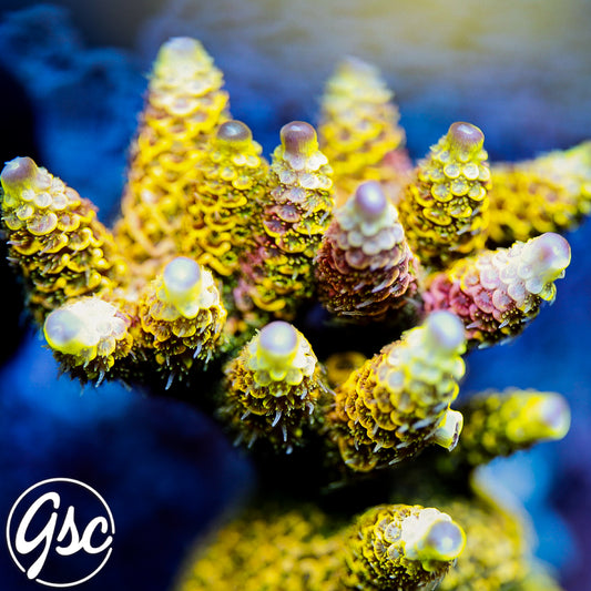 RRC Rainbow Splice Acro (Millepora) #2