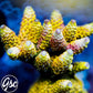 RRC Rainbow Splice Acro (Millepora) #3