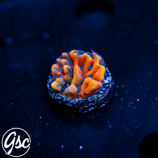 JF Altered Ego Montipora #1