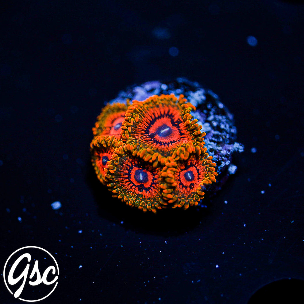 GSC Grand Master Krakatoa Zoa #1