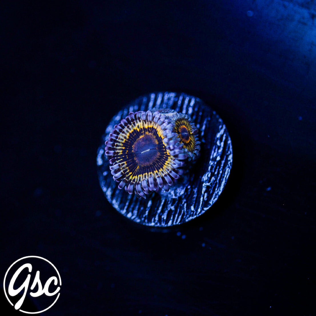 GSC Stratocaster Zoas #2