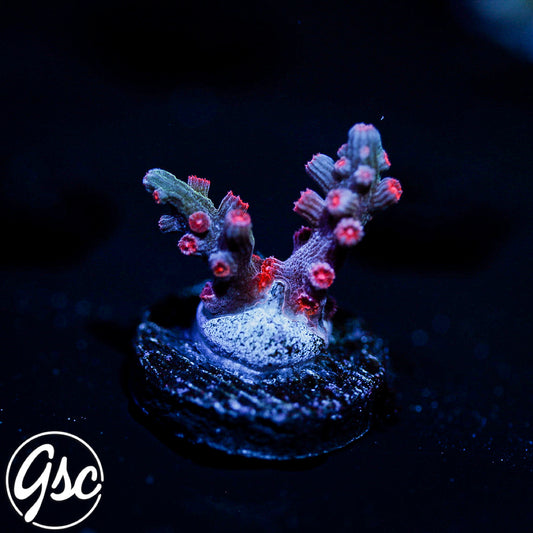 GSC Branching Cyphastrea #2