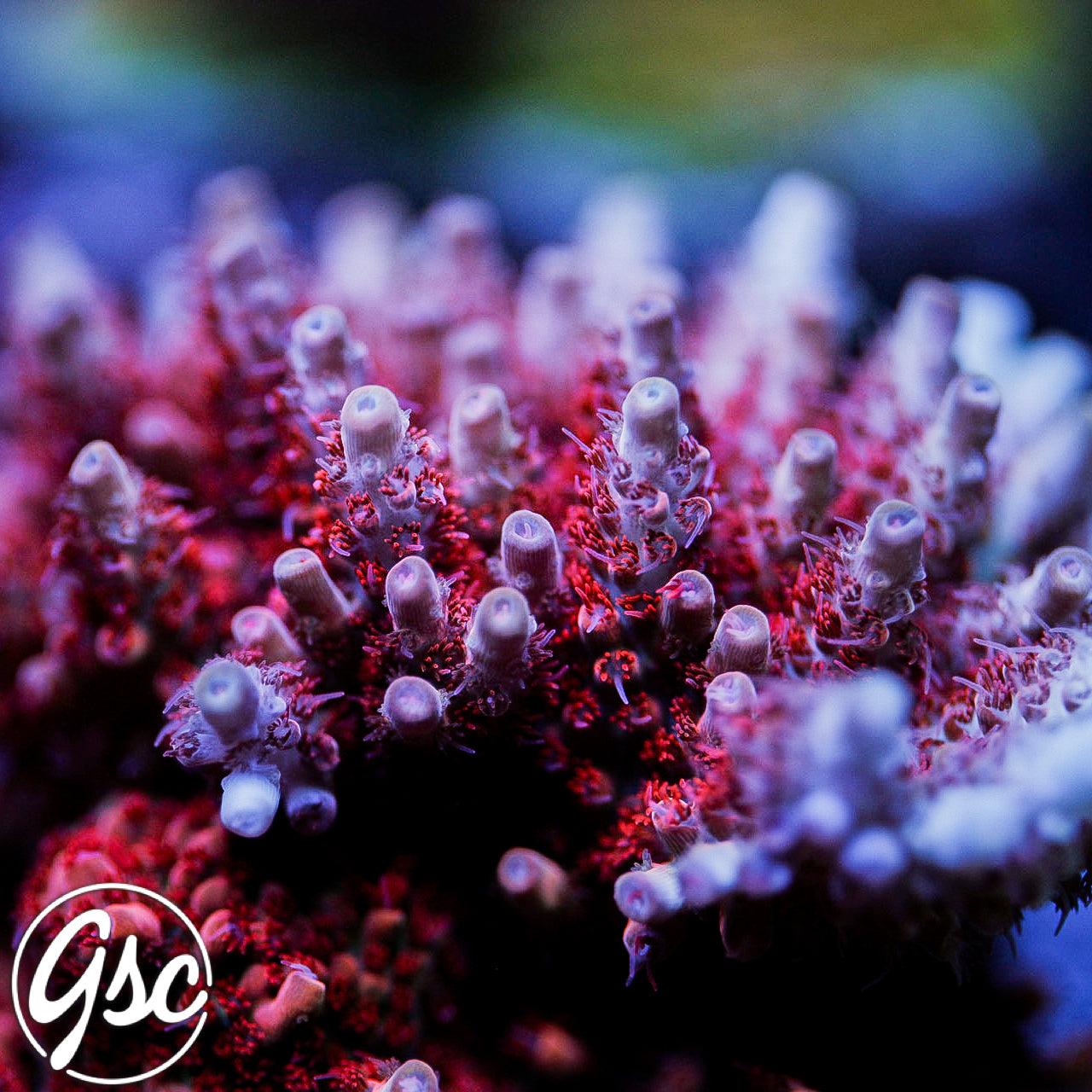 CB Maleficent Acro – Golden State Corals