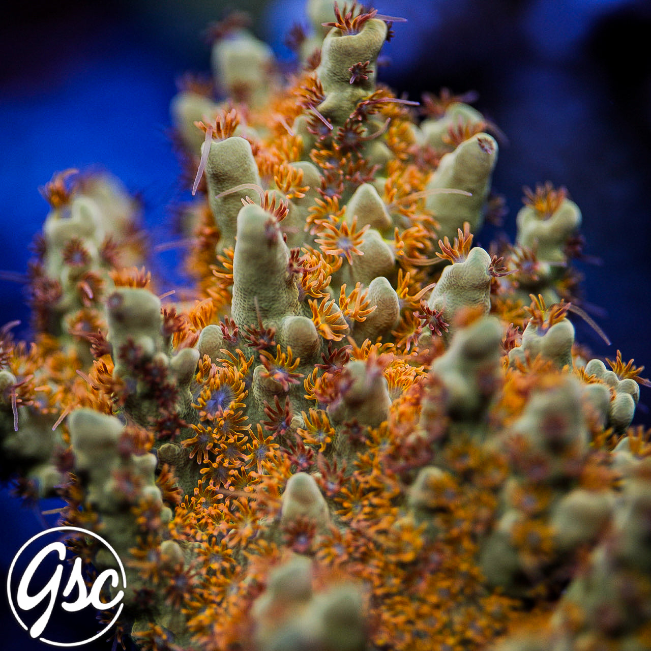RMF Red Devil Acro – Golden State Corals