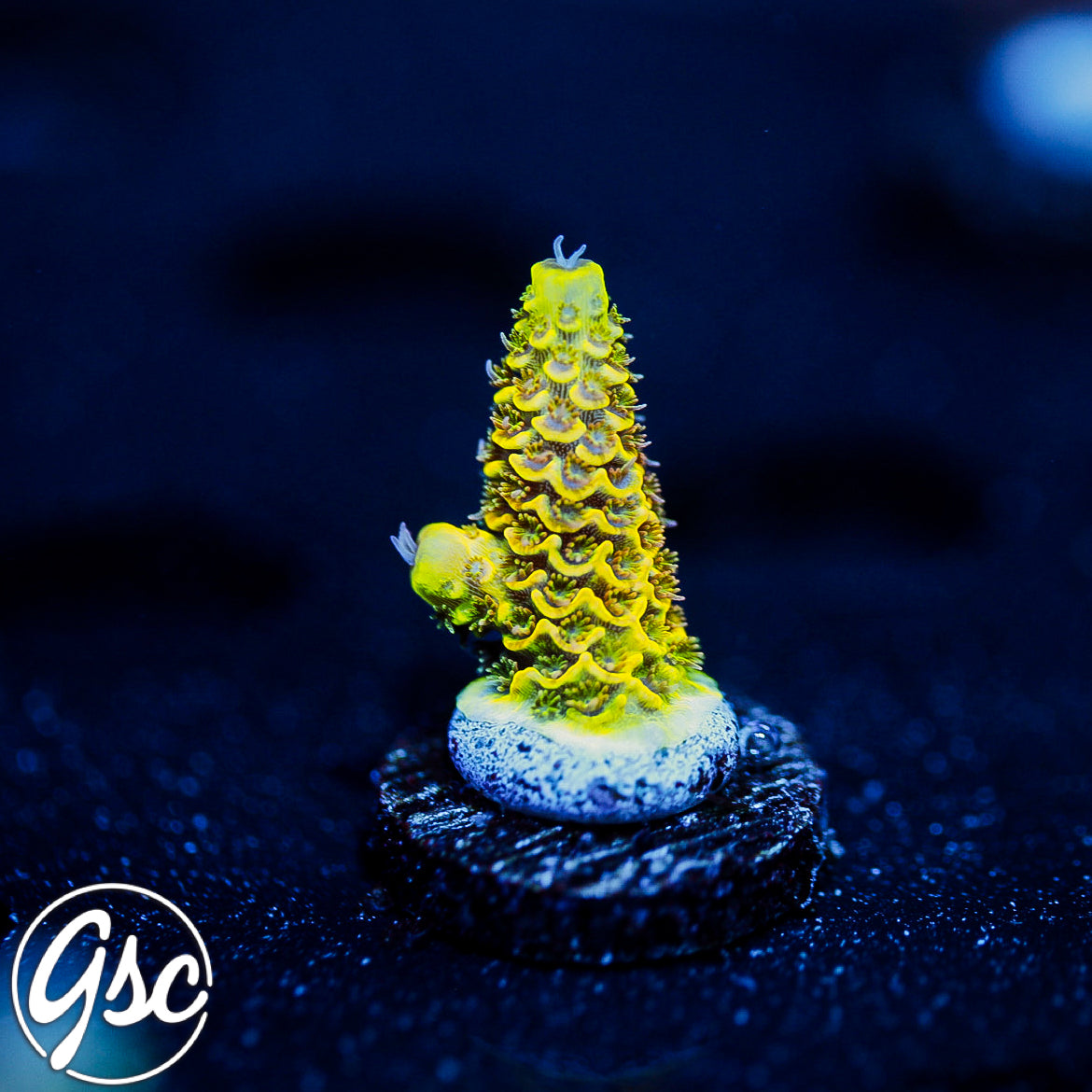 RRC Rainbow Splice Acro (Millepora) #2