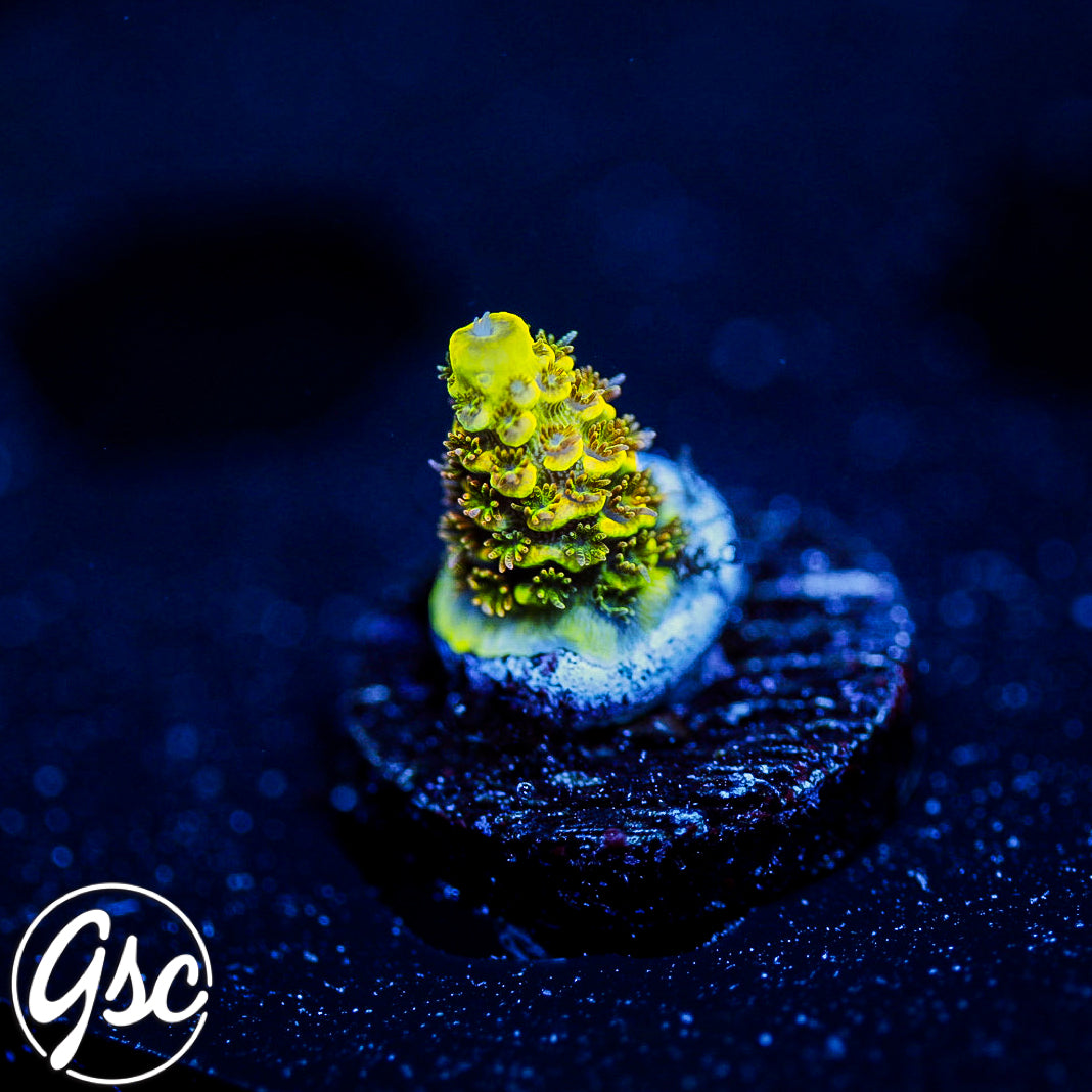 RRC Rainbow Splice Acro (Millepora) #3