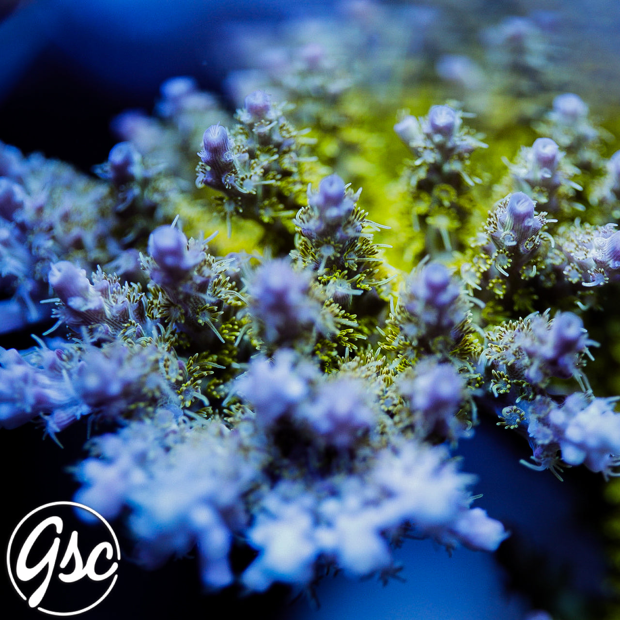 POTO Side Chick Acro (Chunky) #1