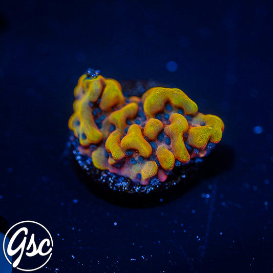 JF Altered Ego Montipora #4