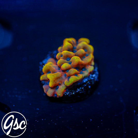 JF Altered Ego Montipora #5