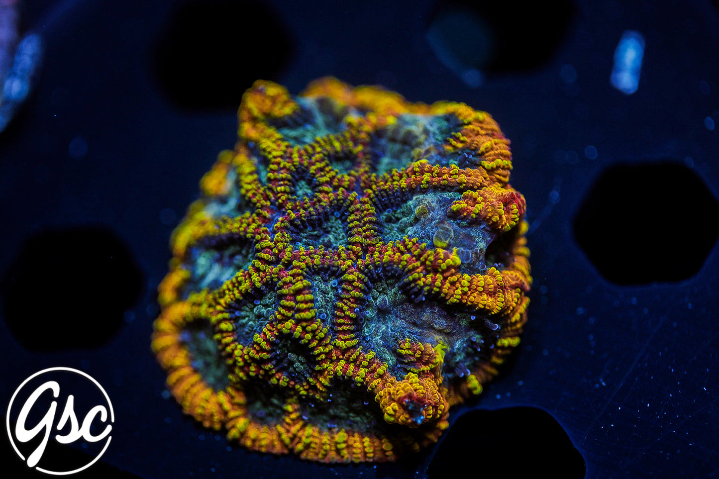 JF Yellow Submarine Favia #2 (Chunky)