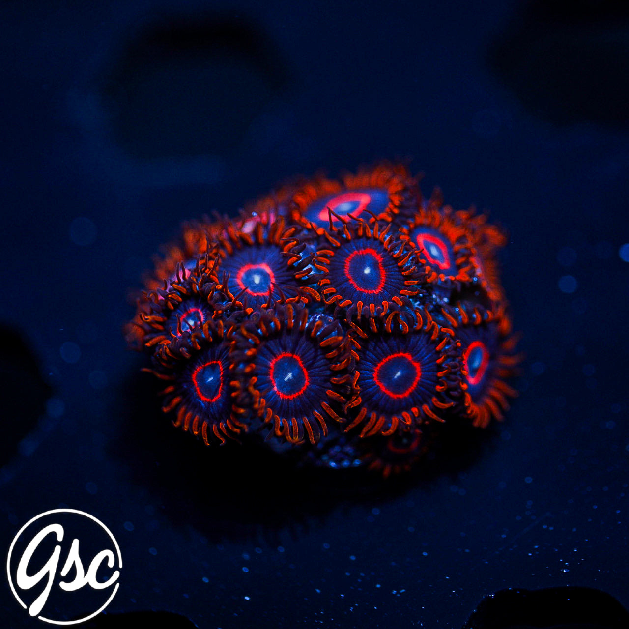 GSC Red Hornet Zoas #2