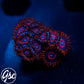 GSC Red Hornet Zoas #1