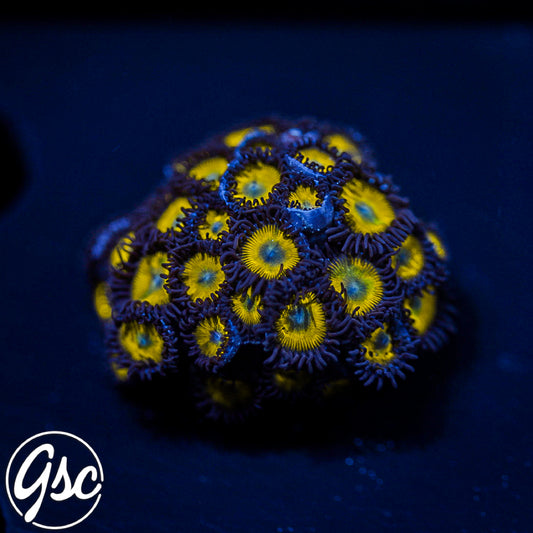 GSC Yellow Submarine Zoas