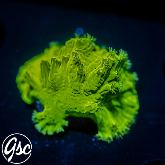 GSC Neon Cabbage Leather