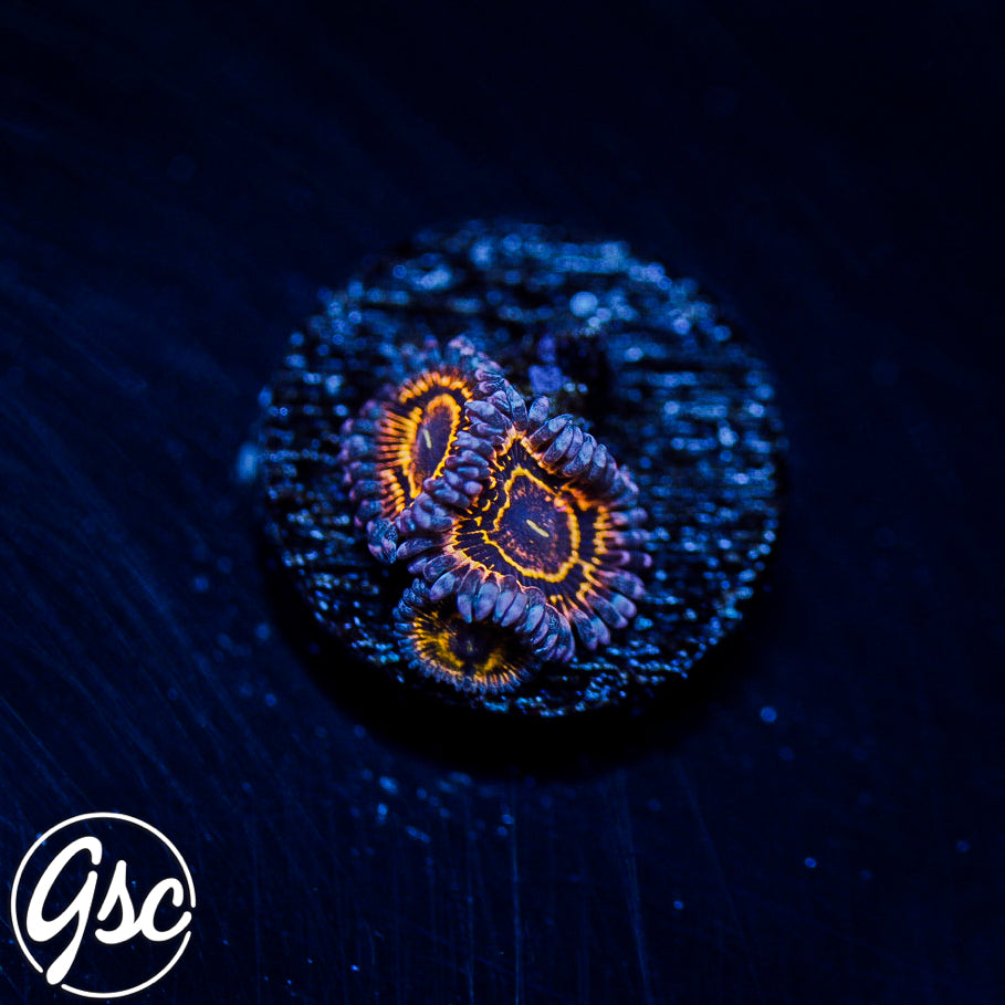 GSC Stratosphere Zoa #3