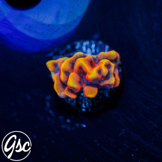 JF Altered Ego Montipora #3