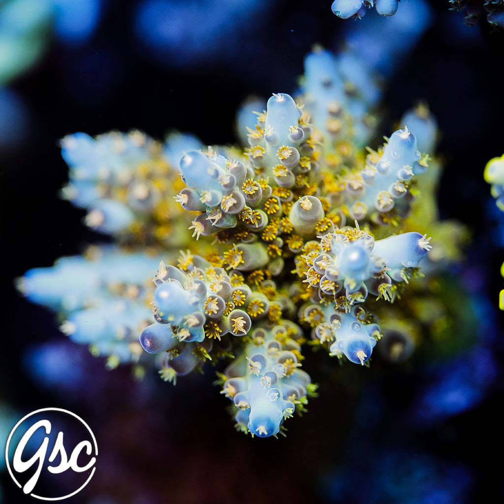 Defugiums Morning Star Acro #3