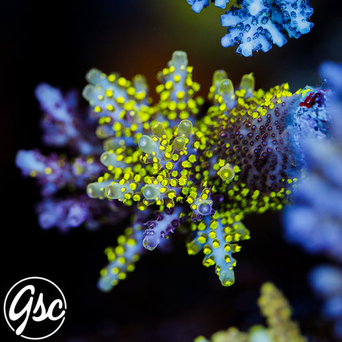 RR Robinhood Acro #2 (Wee Bit of Graft - Supa Chunky)