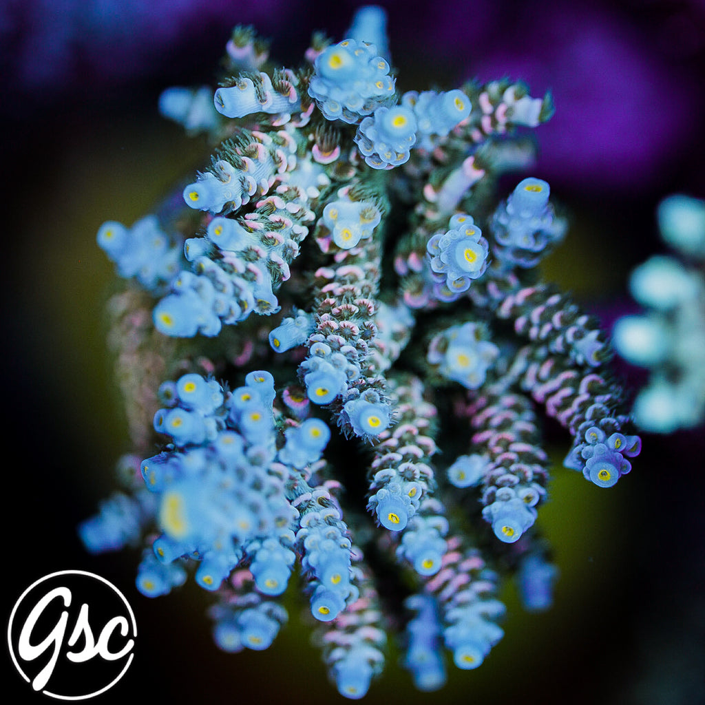 MattV Time Machine Acro #1 (Tenuis)