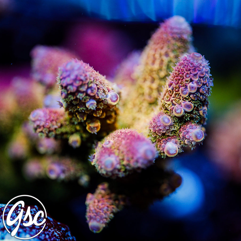 SBB Heisenberg Acro #5 (Spath)