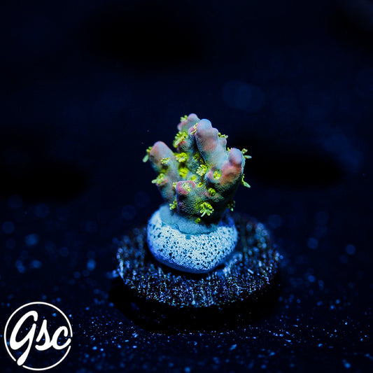 POTO Intergalactic Acro #1 (Nub)