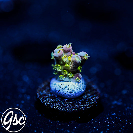 POTO Intergalactic Acro #2 (Nub)