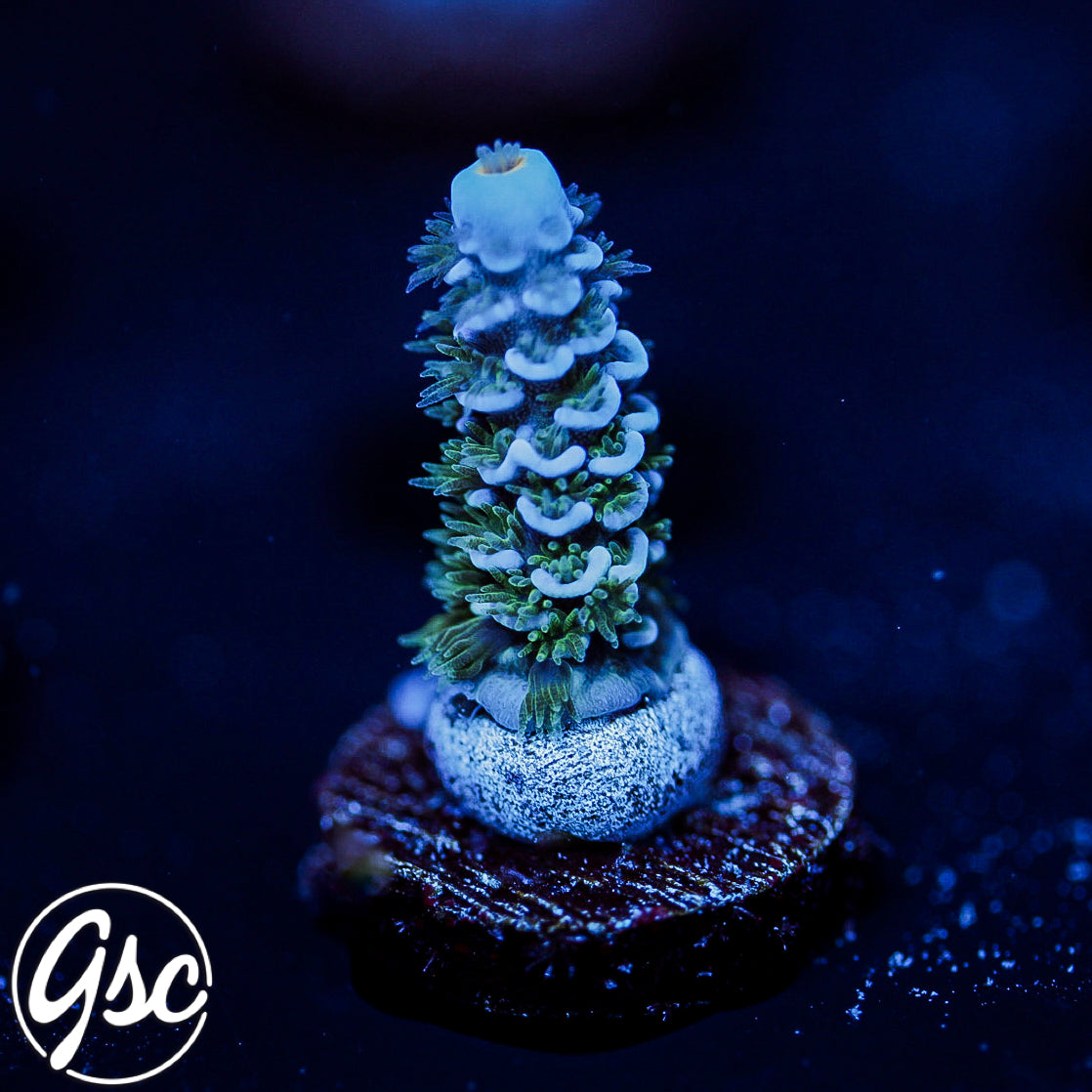 GSC Blues Clues Tenuis Acro #1