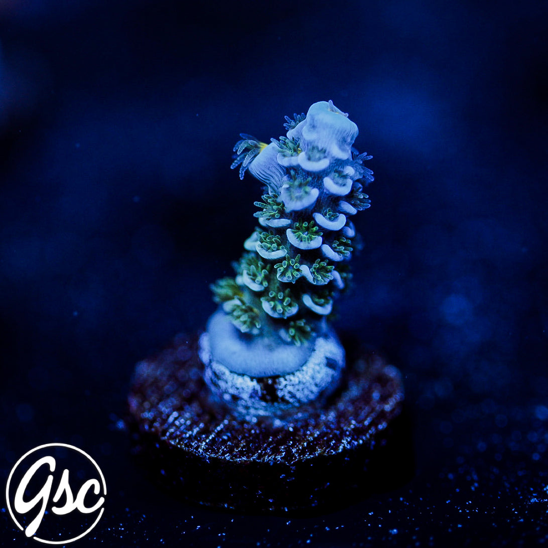 GSC Blues Clues Tenuis Acro #2