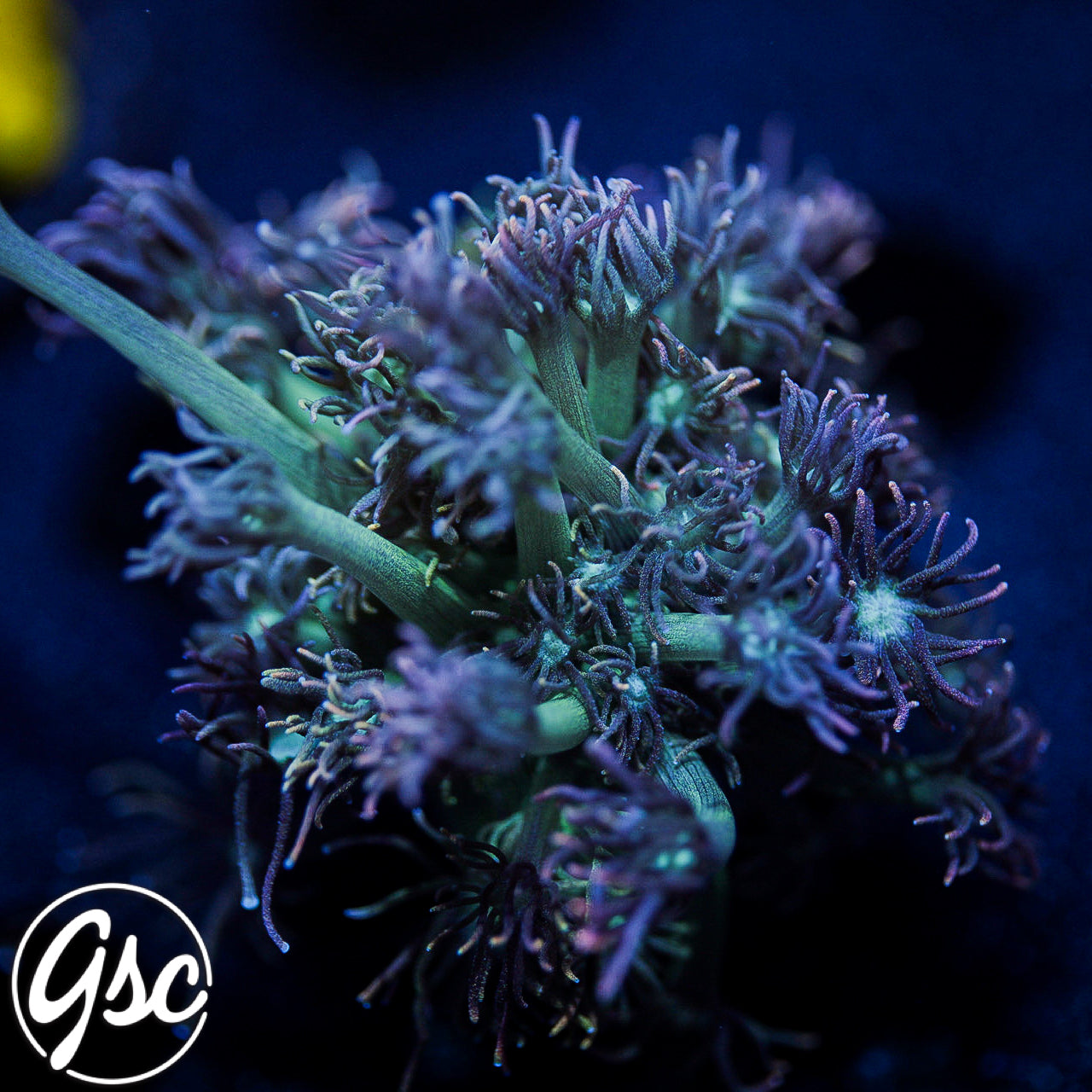 WYSIWYG – Page 7 – Golden State Corals WYSIWYG – Page 7 – Golden State Corals