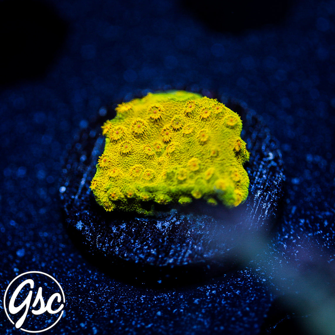 CB Banana Cyphastrea #1