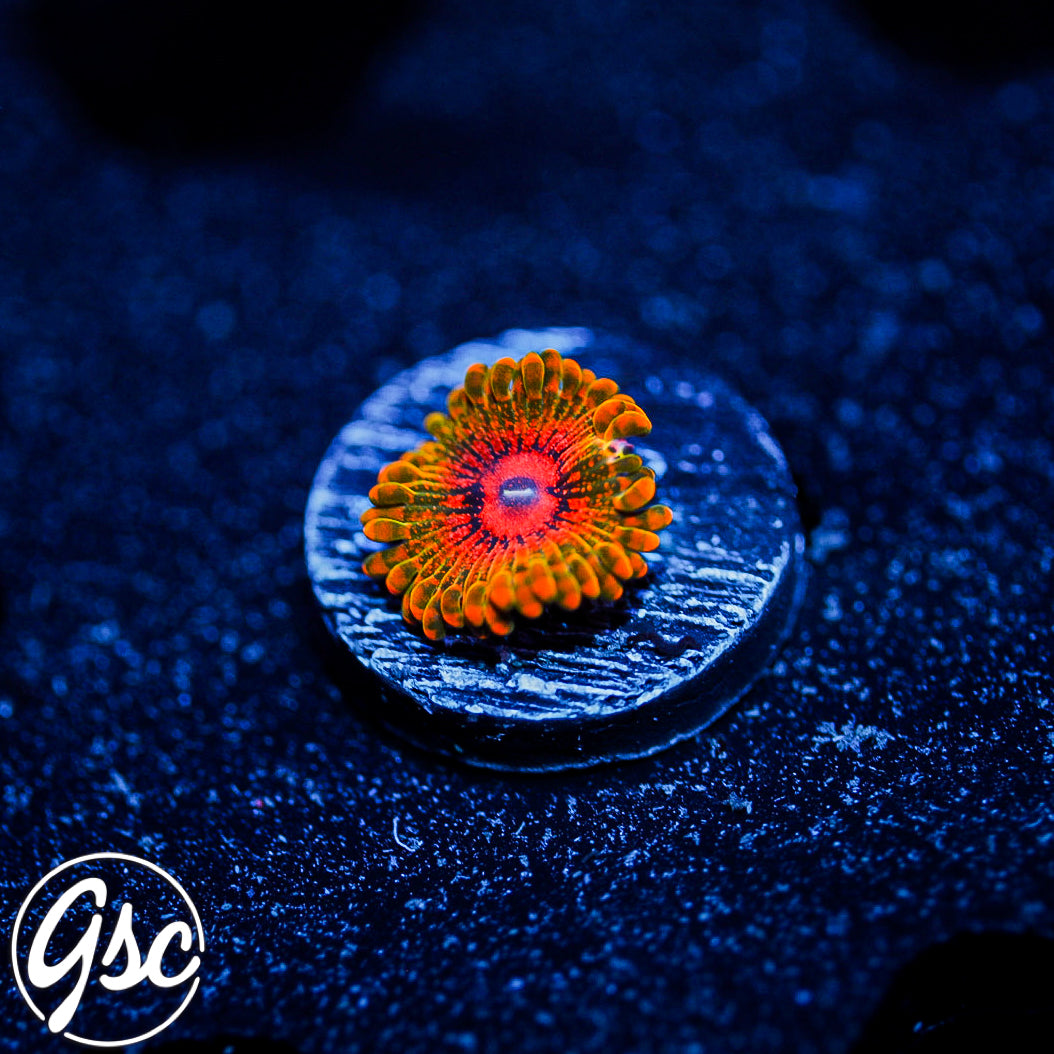 GSC GMK - Grand Master Krakatoa Zoa #2