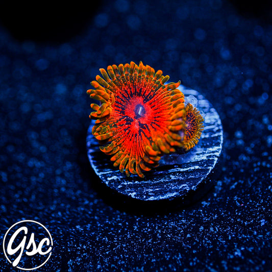 GSC GMK - Grand Master Krakatoa Zoa #3