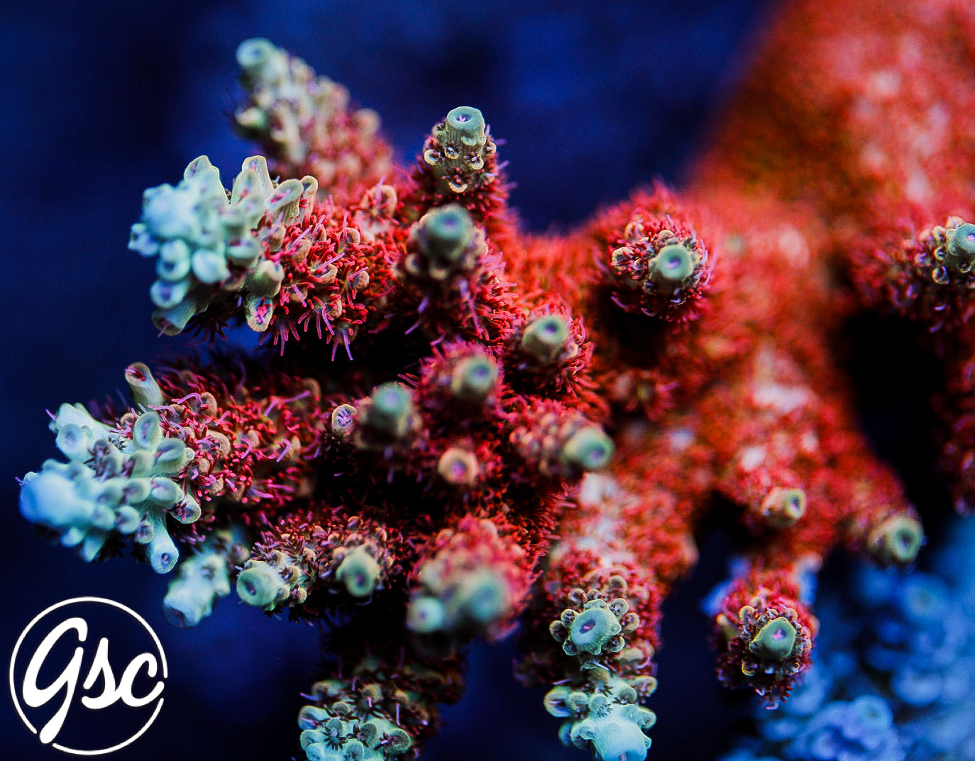 GSC Cell Max Acro – Golden State Corals