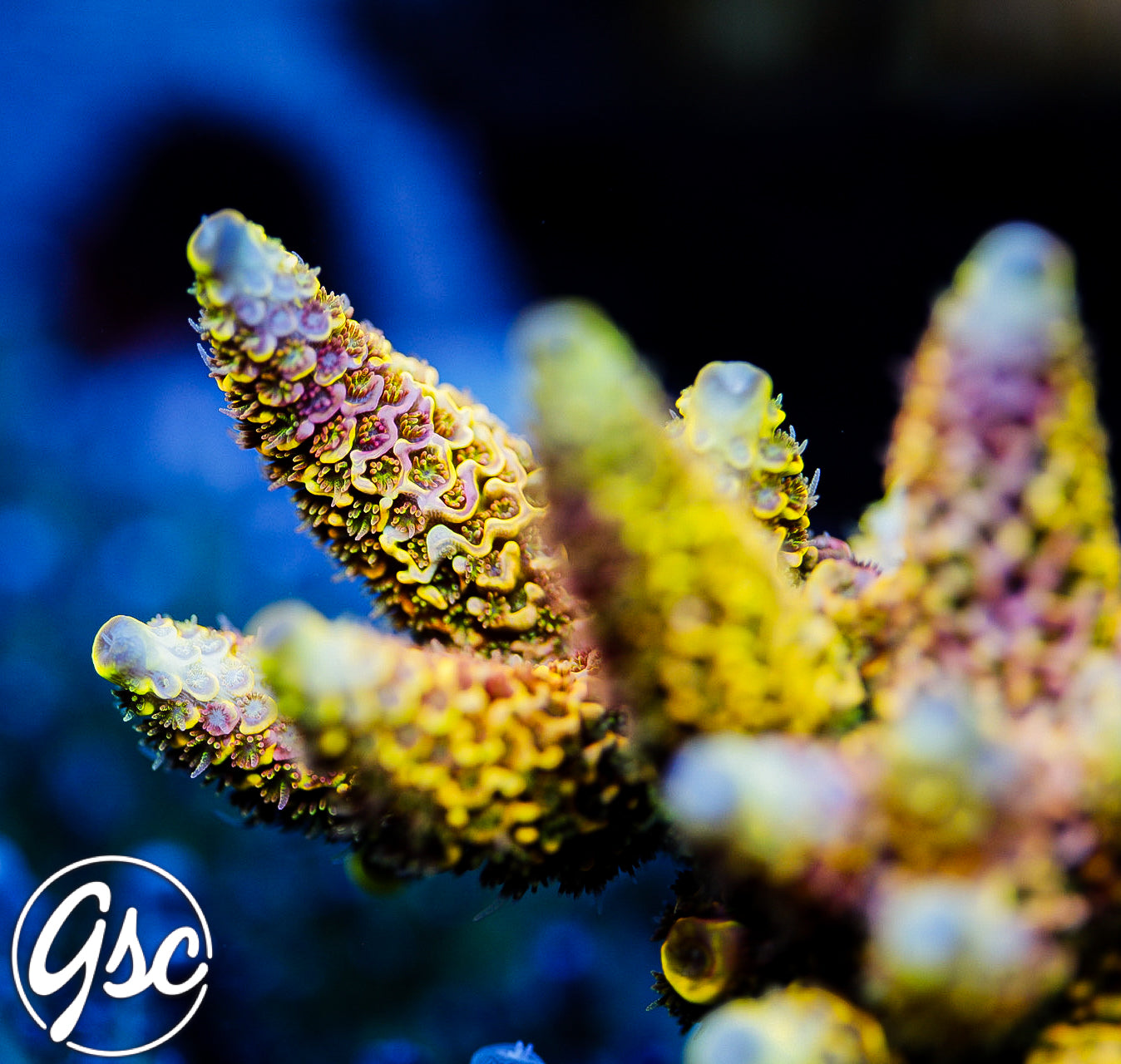 RR Rainbow Splice Millie #1