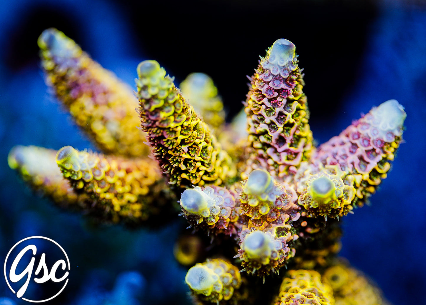 RRC Rainbow Splice Acro #2 (Millepora - Grafted)