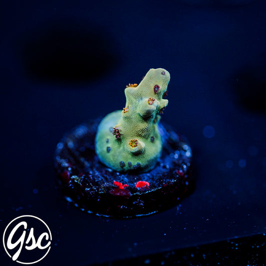 RMF Red Devil Acro #4 (Tiny Frag)