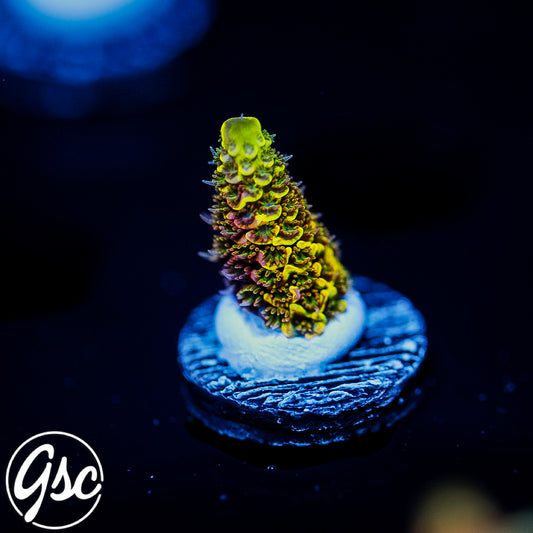 RRC Rainbow Splice Acro #1 (Millepora - Grafted)