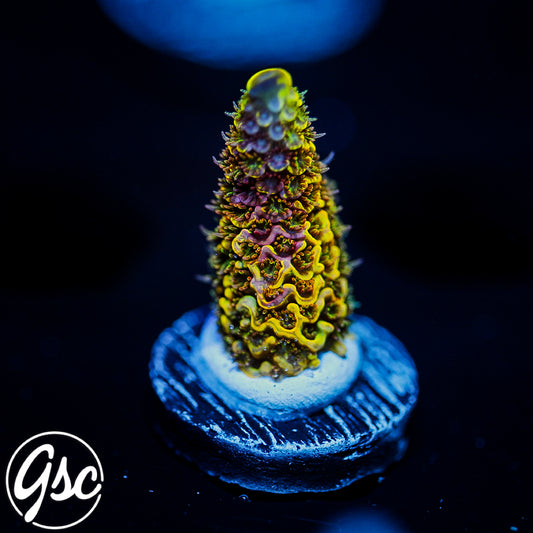 RRC Rainbow Splice Acro #2 (Millepora - Grafted)