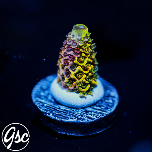 RRC Rainbow Splice Acro #3 (Millepora - Grafted)