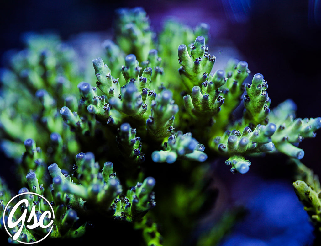 GSC Leonardos Katana Acro #2