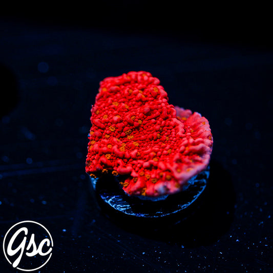 Reeftech Starburst Montipora #1