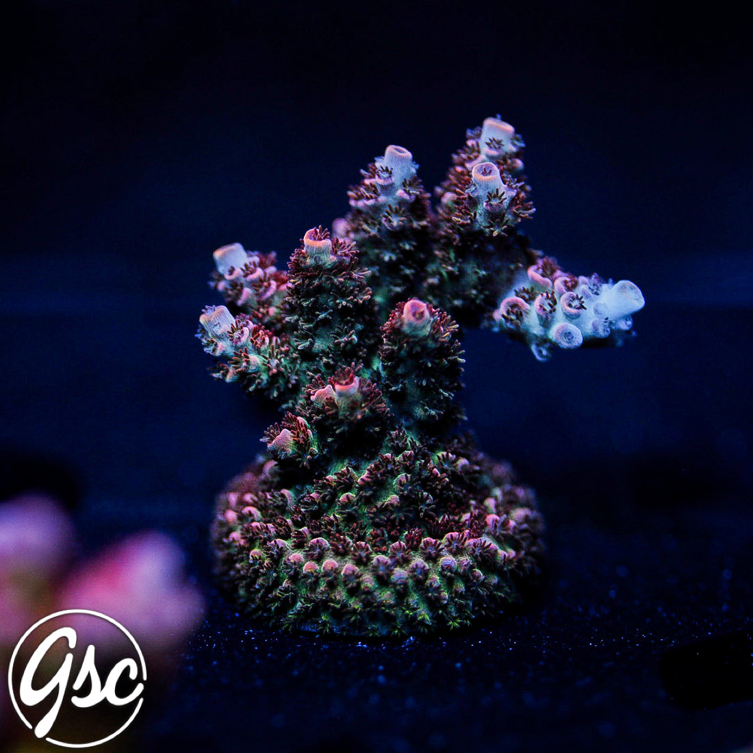WYSIWYG – Page 7 – Golden State Corals WYSIWYG – Page 7 – Golden State Corals
