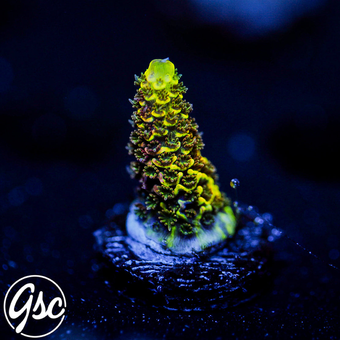 RRC Rainbow Splice Acro #1 (Millepora - Grafted)