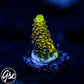 RRC Rainbow Splice Acro #1 (Millepora - Grafted)